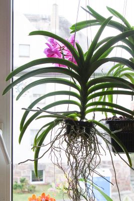 Vanda Pink Beauty
