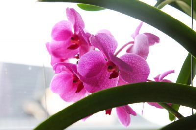 Vanda Pink Beauty