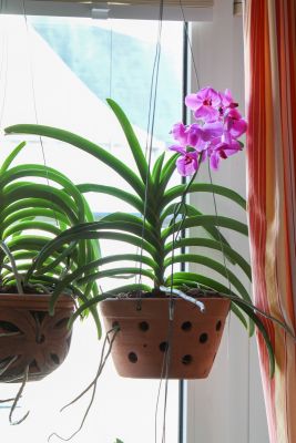 Vanda Pink Beauty im Topf