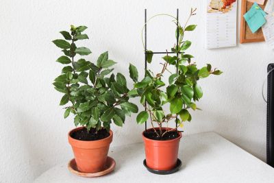 Lorbeer und Mandevilla