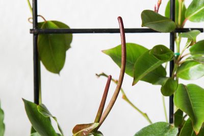 Mandevilla Samenkapsel