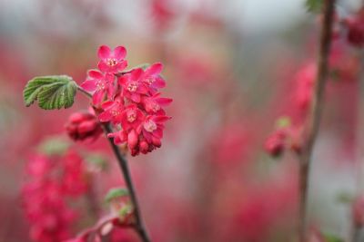 Blut-Johannisbeere (Ribes sanguineum)