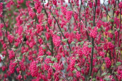 Blut-Johannisbeere (Ribes sanguineum)