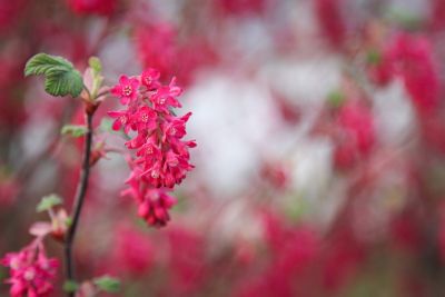 Blut-Johannisbeere (Ribes sanguineum)