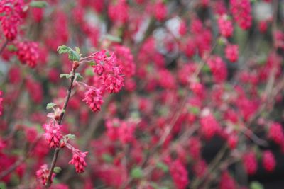Blut-Johannisbeere (Ribes sanguineum)
