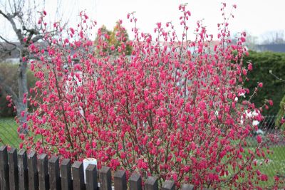 Blut-Johannisbeere (Ribes sanguineum)