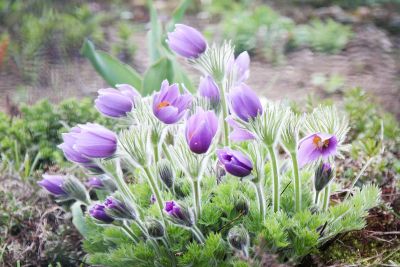 Gewöhnliche Kuhschelle (Pulsatilla vulgaris)