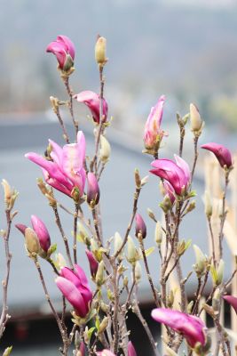 Purpur-Magnolie (Magnolia liliiflora)