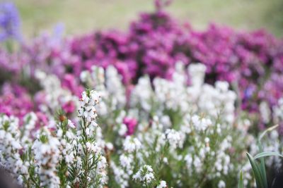 Schneeheide (Erica carnea)