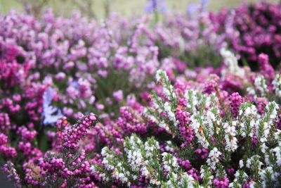 Schneeheide (Erica carnea)