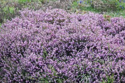 Schneeheide (Erica carnea)
