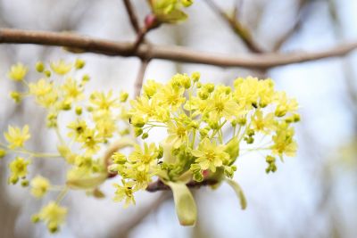 Spitzahorn (Acer platanoides)