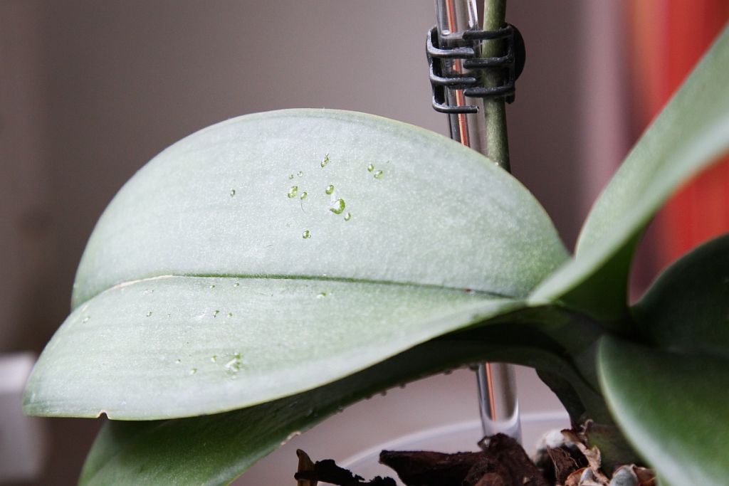 Klebrige Tropfen an Phalaenopsis Orchidee » Majas Pflanzenblog