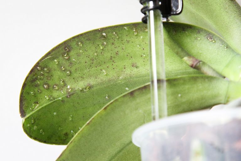 Klebrige Tropfen an Phalaenopsis Orchidee » Majas Pflanzenblog