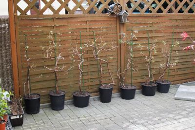 Fuchsien linke Seite