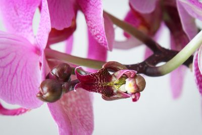 Phalaenopsis deformiert