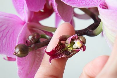 Phalaenopsis ohne Blütenblätter