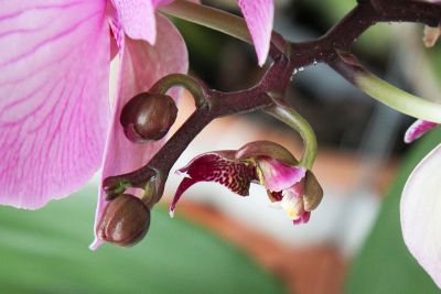 Deformierte Phalaenopsis