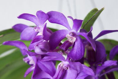 Vanda Thai Sky