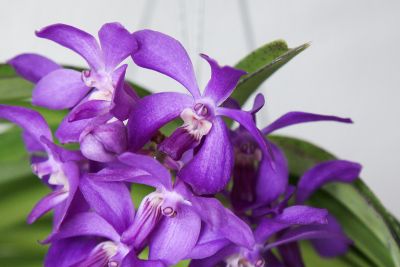 Vanda Thai Sky