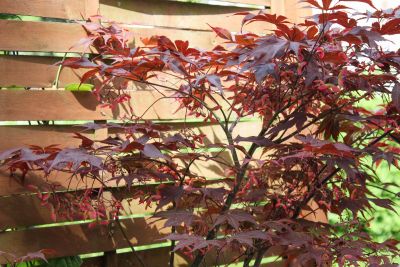 Fächerahorn (Acer palmatum)