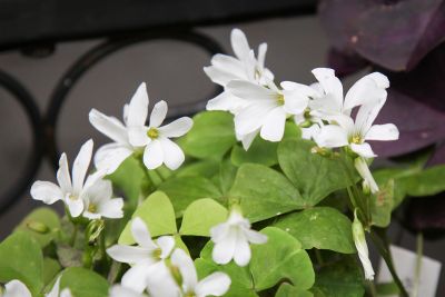 Glücksklee mit weißen Blüten