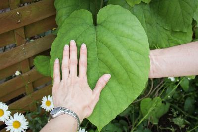 Riesen Blatt der Pfeifenwinde