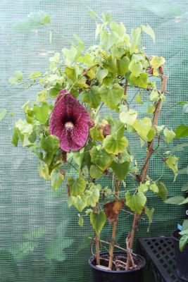 Aristolochia grandiflora