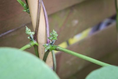 Blüten der Feuerbohne