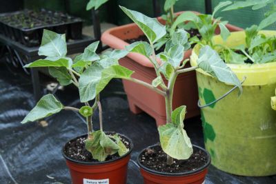 Stechapfel (Datura metel)