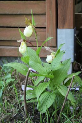 Gartenorchidee (Cypripedium)