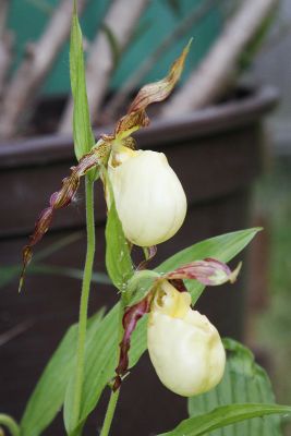 Gartenorchidee (Cypripedium)