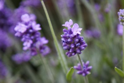 Echter Lavendel in Blüte