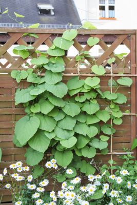 Pfeifenwinde (Aristolochia macrophylla)