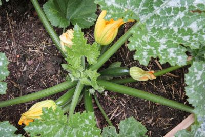 Zucchini mit Blüten und Früchte
