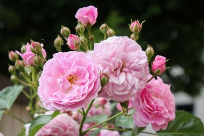 Duftrose in Vollblüte