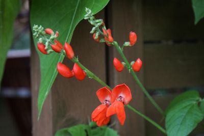 Blüten der Feuerbohne
