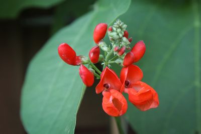 Blüten der Feuerbohne