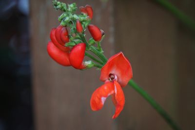 Blüten der Feuerbohne