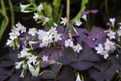 Dreieckiger Glücksklee (Oxalis triangularis)