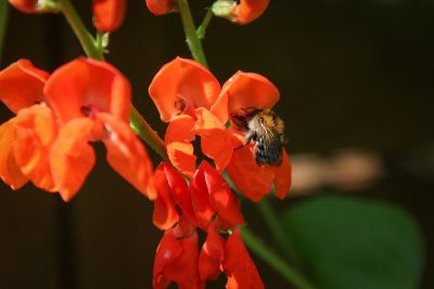 Hummel an Feuerbohne