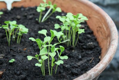 Pak Choi-Keimlinge