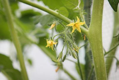Blühende Cocktailtomaten