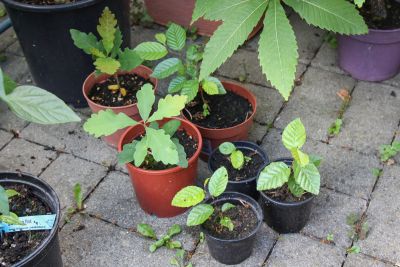Buchen- und Eichen-Keimlinge