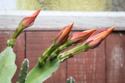 Knospen Blattkaktus (Epiphyllum)