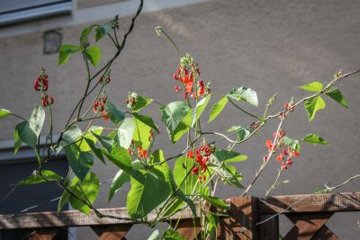Blühende Feuerbohne
