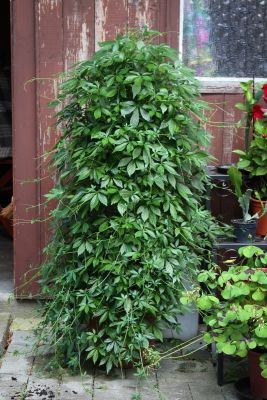 Jiaogulan (Gynostemma pentaphyllum)