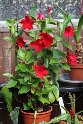 Mandevilla (Dipladenia)