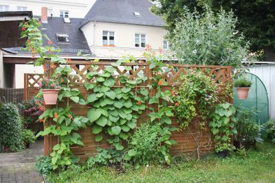 Feuerbohnen am Sichtschutz