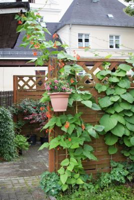 Blühende Feuerbohne